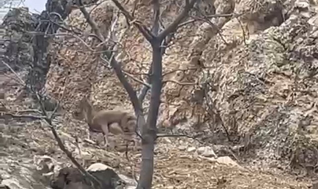 Elazığ'da 3 ayaklı yaban keçisi azmiyle şaşırttı