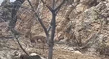 Elazığ'da 3 ayaklı yaban keçisi azmiyle şaşırttı