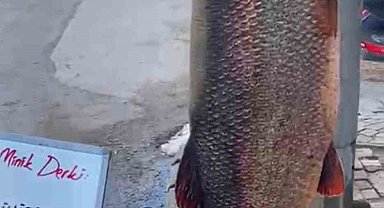 Elazığ'da 97 kilogram turna balığı yakalandı