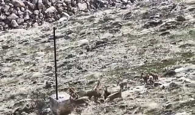 Elazığ'da dağ keçileri sürü halinde görüldü