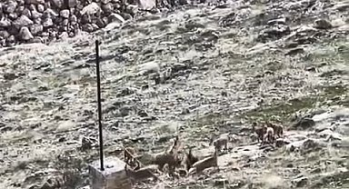 Elazığ'da dağ keçileri sürü halinde görüldü