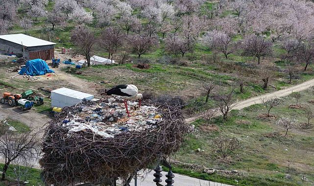 Sadık misafir leylek 10 yıldır yolunu şaşırmıyor