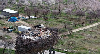 Sadık misafir leylek 10 yıldır yolunu şaşırmıyor