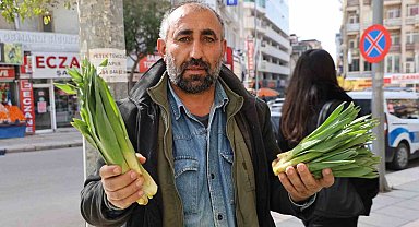 Dağlardan toplanan doğal antibiyotik, tezgahlarda yerini aldı
