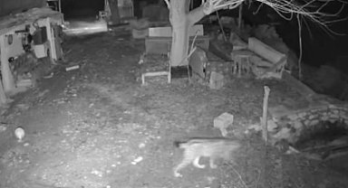 Elazığ'da evin etrafında yiyecek arayan vaşak kamerada