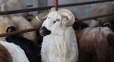 Elazığ'da kurbanlık satışları başladı