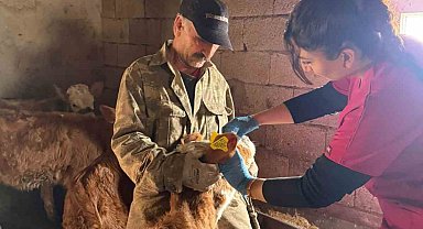 Elazığ'da şap aşılama çalışması sürüyor