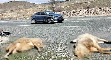 Otomobil koyun sürüsüne daldı: 9 koyun telef oldu