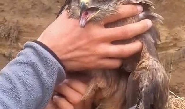 Yakalan yaralı şahin, ekiplere teslim edildi