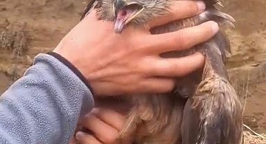 Yakalan yaralı şahin, ekiplere teslim edildi