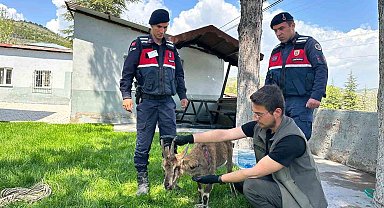 Ağın'da yaralı dağ keçisi koruma altına alındı