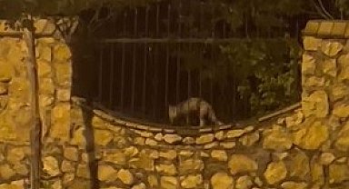 Elazığ'da aç kalan tilki tavuğu böyle götürdü