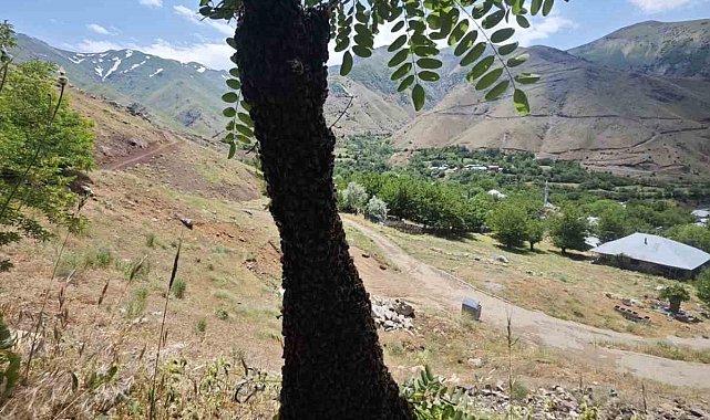 Arılar ağaçta oğul verdi: Dallar arıların ağırlığıyla eğildi