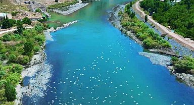 Martılar, Murat Nehri'nde görsel şölen oluşturdu