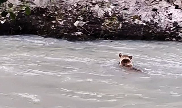 Munzur Nehri'ni geçmeye çalışan ayının mücadelesi kamerada