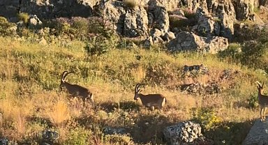 Tarihi Harput'ta dağ keçileri görüldü