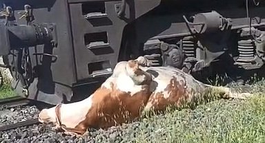 Tren çarpması sonucu raylara sıkışan ineğin telef olmaması için saniyelerle yarıştılar