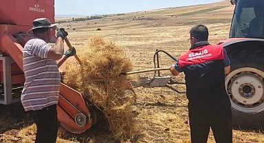Ağın'da mercimek tohumluklarında hasat kontrolleri