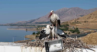 Anadolu'da leyleklerin göç hazırlığı