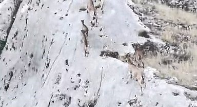 Elazığ'da dağ keçileri dronla görüntülendi