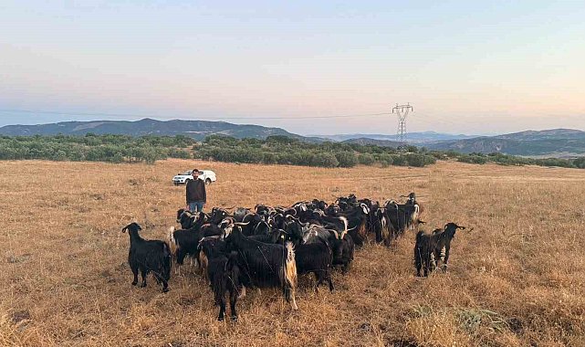 Elazığ'da kaybolan 30 keçi dron destekli çalışmayla bulundu