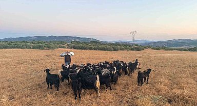 Elazığ'da kaybolan 30 keçi dron destekli çalışmayla bulundu