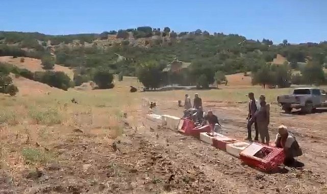 Elazığ'da kenelerle mücadele için doğaya keklik bırakıldı