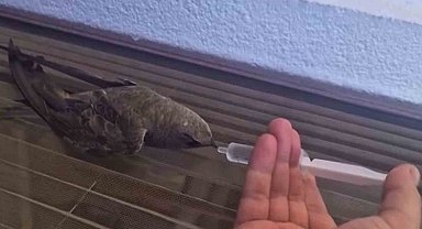 Sıcaktan bitkin düşen ebabil kuşu, su ile yeniden hayata tutundu